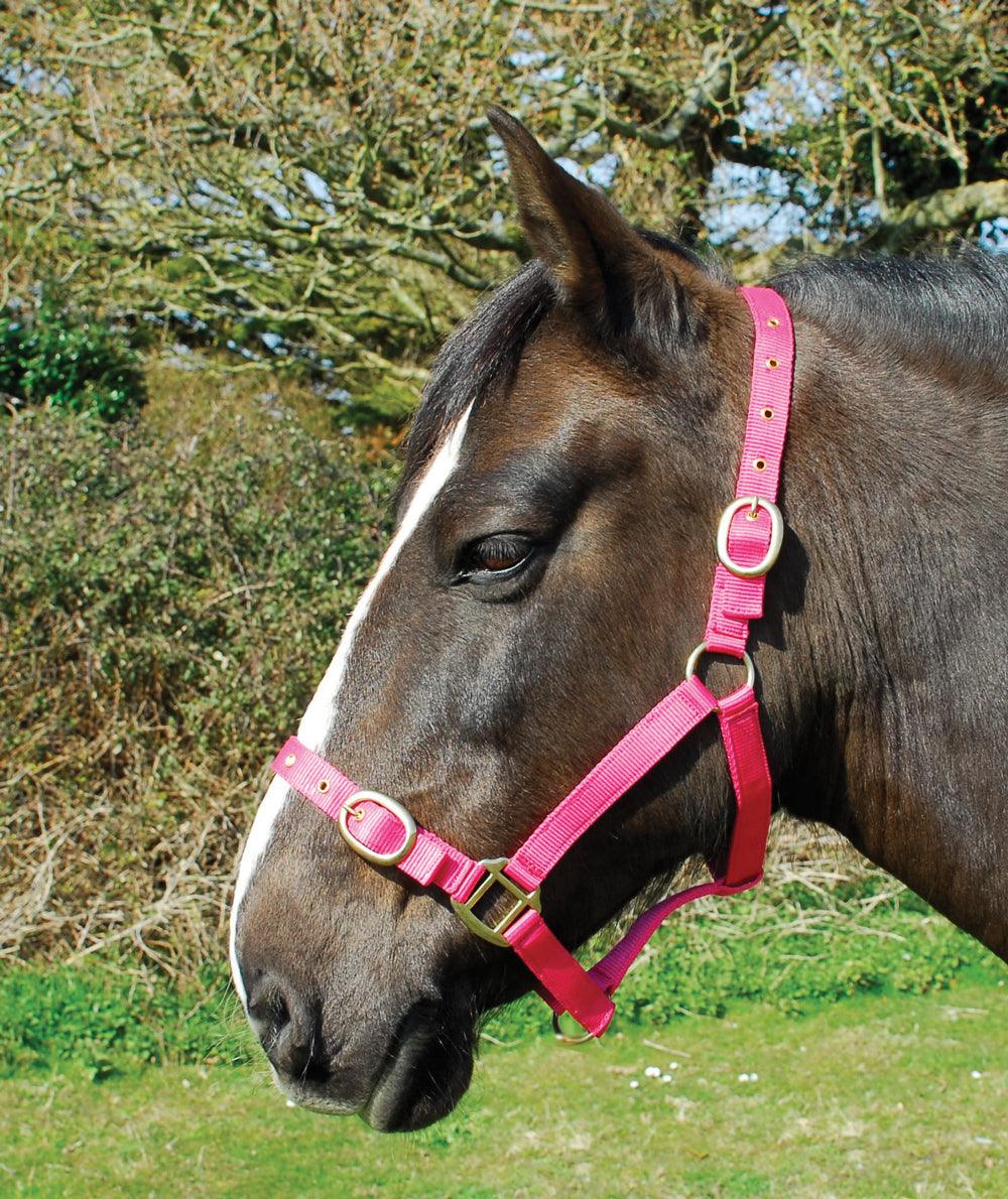 Rhinegold Licol en Nylon - SHOP HORSE
